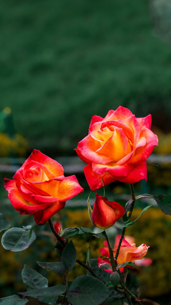 Roses