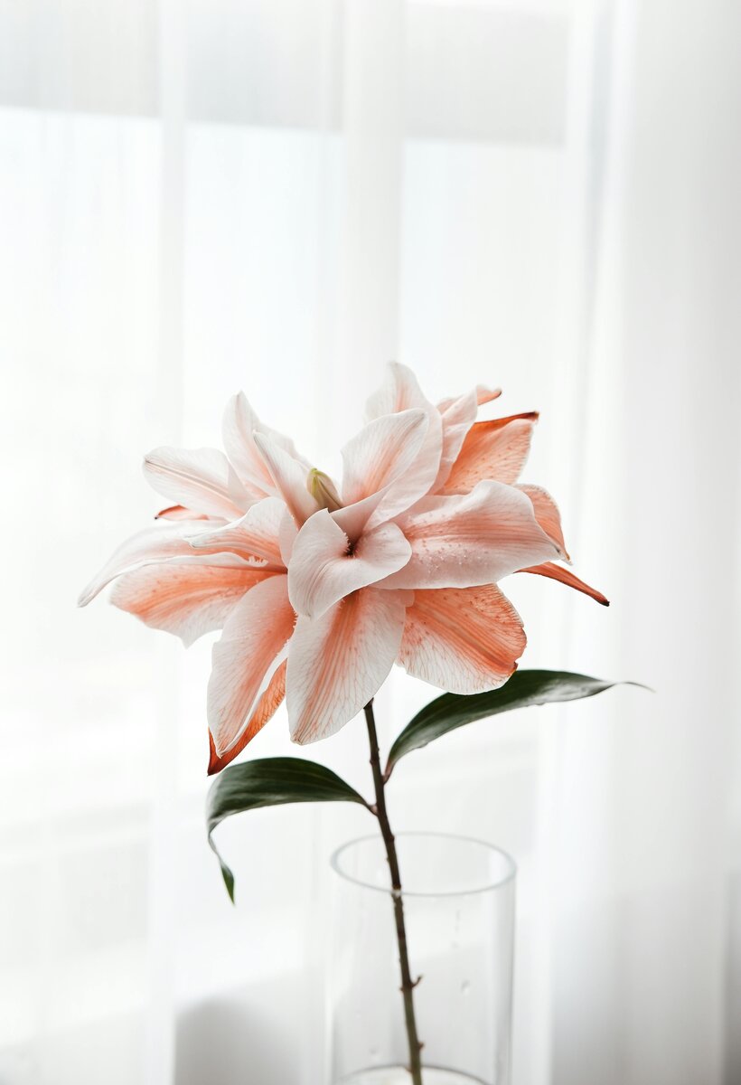 Lily's