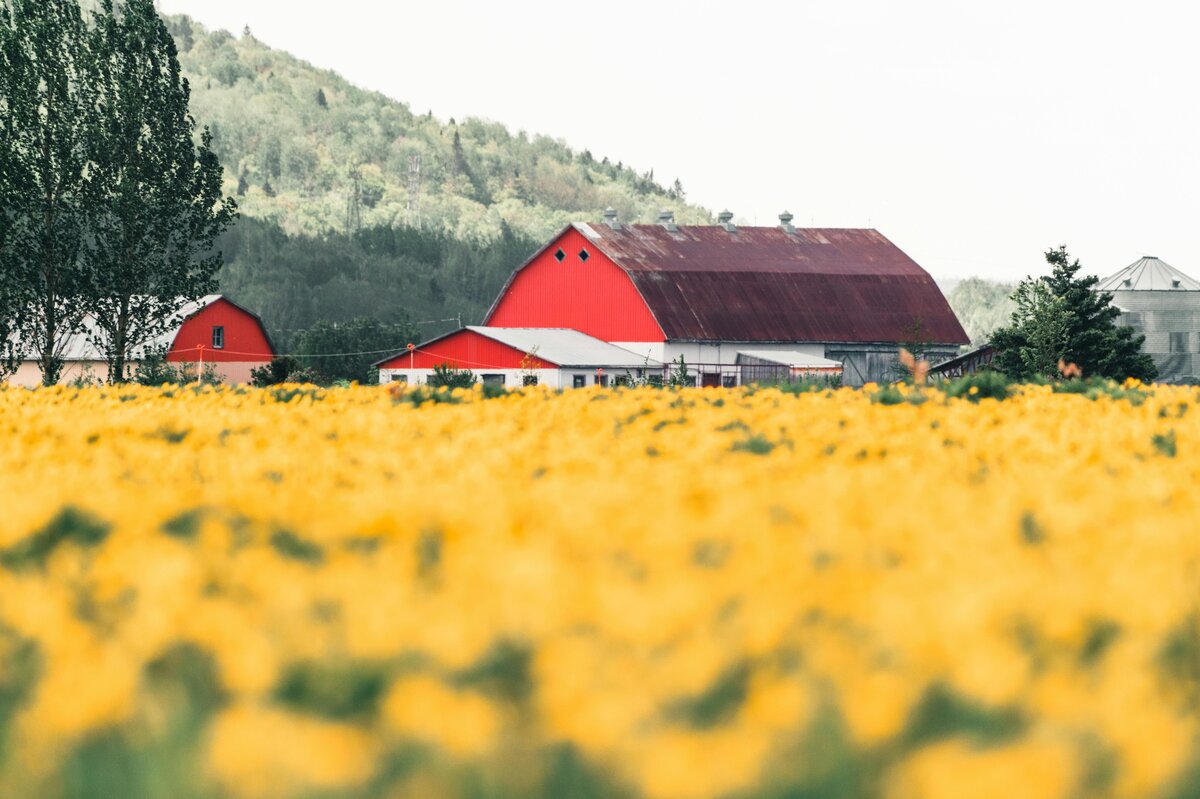 Meadowlark Farms farm photo